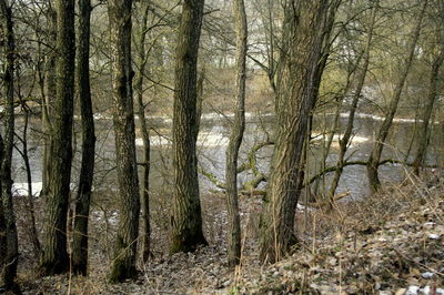 Trees in forest against sky