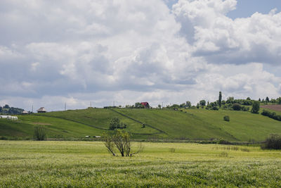 Scenic view of agricultural field against sky