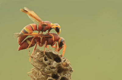 Close-up of insect