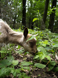 Animal in forest