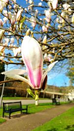 Close-up of flower against trees