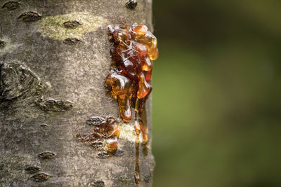 Close-up of bee on tree trunk