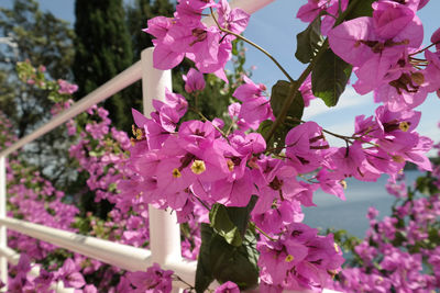 Close-up of pink bougainvillea blooming on tree
