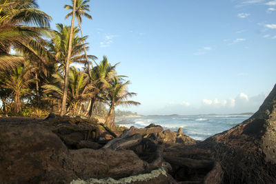 Palm trees on beach against sky