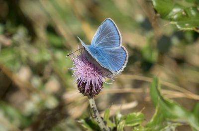 Close-up of butterfly on purple flower