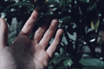 Cropped hand touching leaves