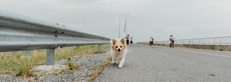 Dog standing on road against sky