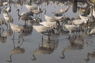 Flock of birds in lake