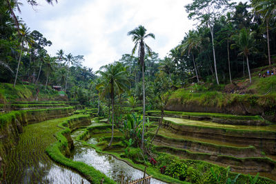 Panoramic shot of trees on land against sky