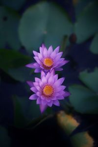 Close-up of white flower
