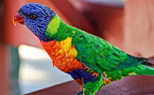 Close-up of parrot perching on leaf