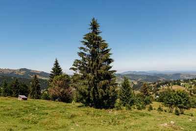 Trees on field against clear blue sky