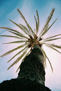 Low angle view of palm tree against sky