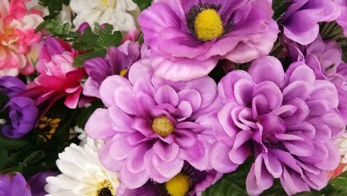 Close-up of pink flowers blooming outdoors