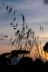 Close-up of silhouette plants against sky during sunset