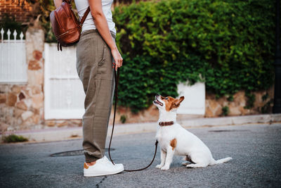 Low section of woman with dog standing in city