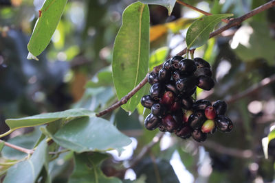 Close-up of berries growing on tree