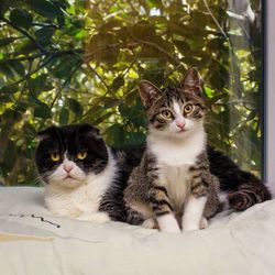 Portrait of two cats sitting