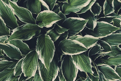 Full frame shot of green leaves