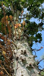 Low angle view of tree against sky