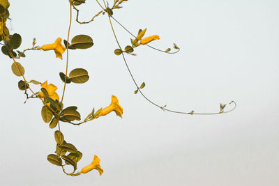 Low angle view of tree branch