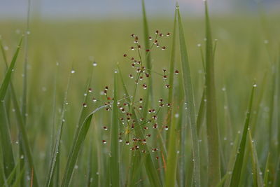 Close-up of wet grass