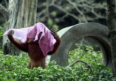 Orangutan covered with pink fabric amidst plants in forest