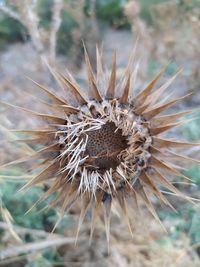 Close-up of dried plant on field