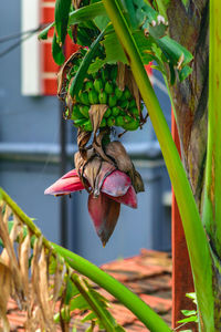 Close-up of fruit on plant