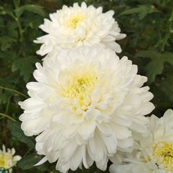 Close-up of white dahlia