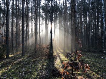 Sunlight streaming through trees in forest