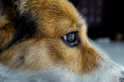 Close-up of a dog looking away