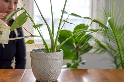 Close-up of potted plant on table