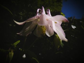 Close-up of pink flower blooming outdoors