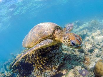 Turtle swimming in sea