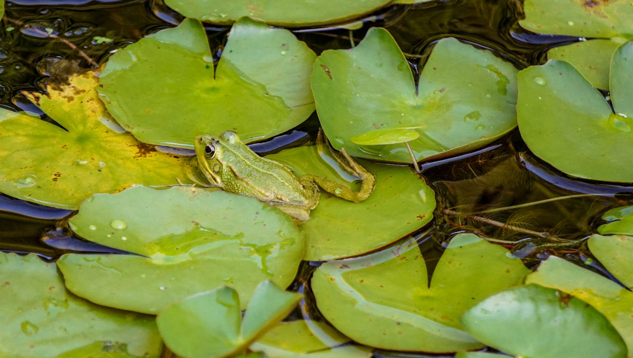 CLOSE-UP OF LOTUS LEAVES FLOATING ON LAKE