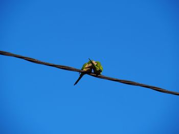 Low angle view of birds perching on cable against clear blue sky