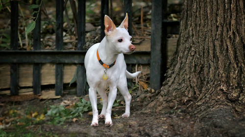 White dog standing on tree trunk