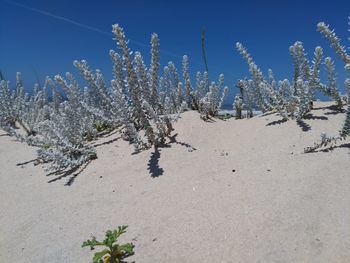 Plants growing on field against clear blue sky