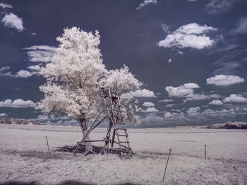 Trees on field against sky