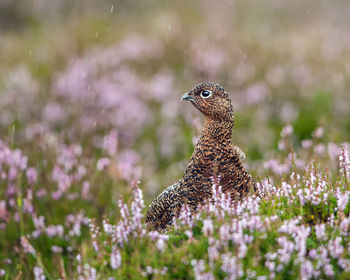 Close-up of bird