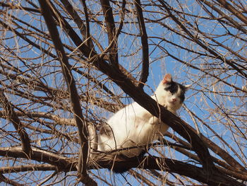 Low angle view of a bird sitting on bare tree