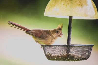 Close-up of bird perching in basket