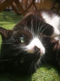 Close-up portrait of a cat