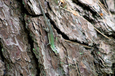 Close-up of tree trunk