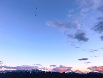 Low angle view of birds flying in sky