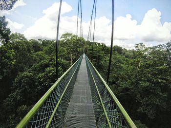 Hanging bridge passing through trees