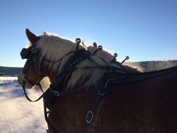 Horse standing against clear sky