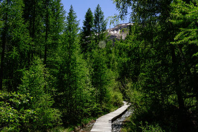 Walkway amidst trees in forest