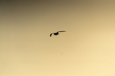 Low angle view of bird flying in sky